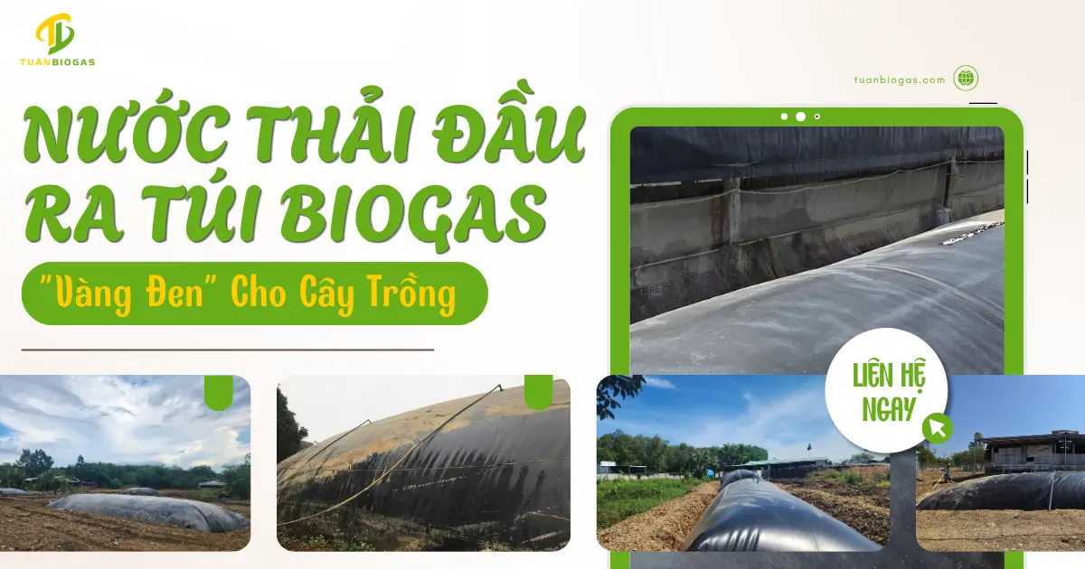 Nước Thải Đầu Ra Túi Biogas: "Vàng Đen" Hữu Cơ Giúp Nhà Nông Tiết Kiệm Hàng Chục Triệu Đồng